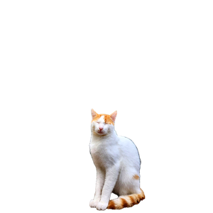 Calm White And Orange Cat Sitting On A Wooden Deck Surrounded By Lush Greenery In Samsun, TüRkiye. 15798 - Cat PNG image with transparent background